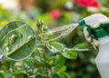 Insecticidal Soap for Plants