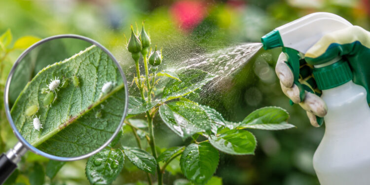 Insecticidal Soap for Plants