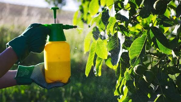 Insecticidal Soap for Plants