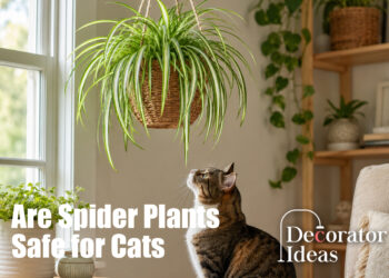 Are Spider Plants Safe for Cats