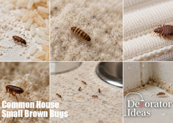 Common House Small Brown Bugs