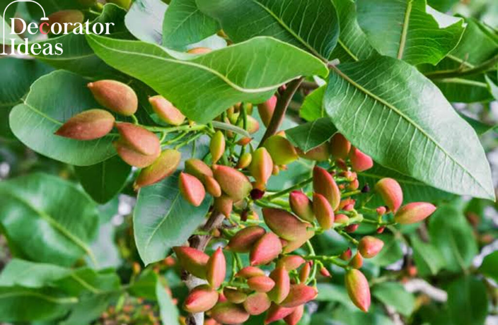 Pistachio Tree
