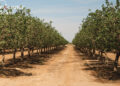 Pistachio Tree