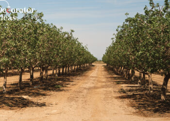 Pistachio Tree
