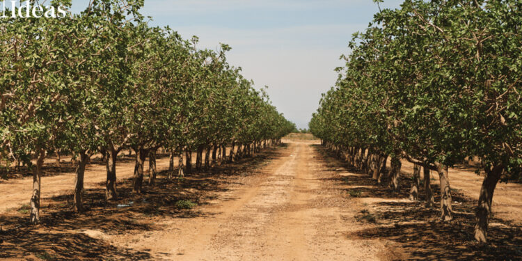 Pistachio Tree