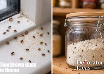 Tiny Brown Bugs in House